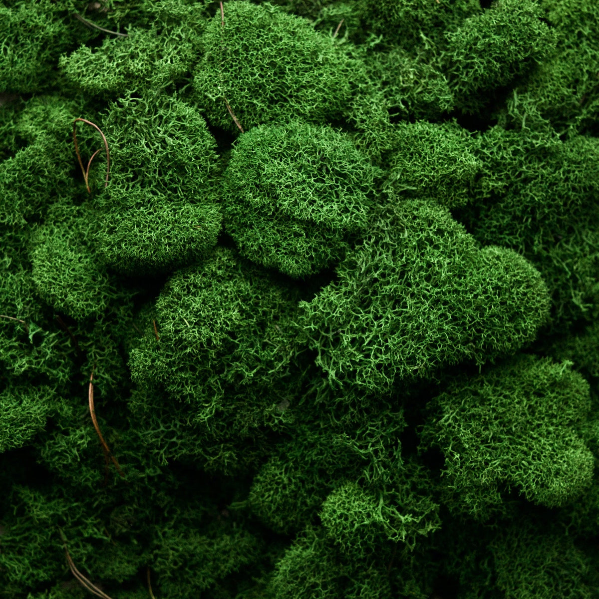 MOSS Tote
