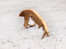 Load image into Gallery viewer, Gaag Jaw Bone Ring