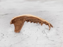 Load image into Gallery viewer, Gaag Jaw Bone Ring